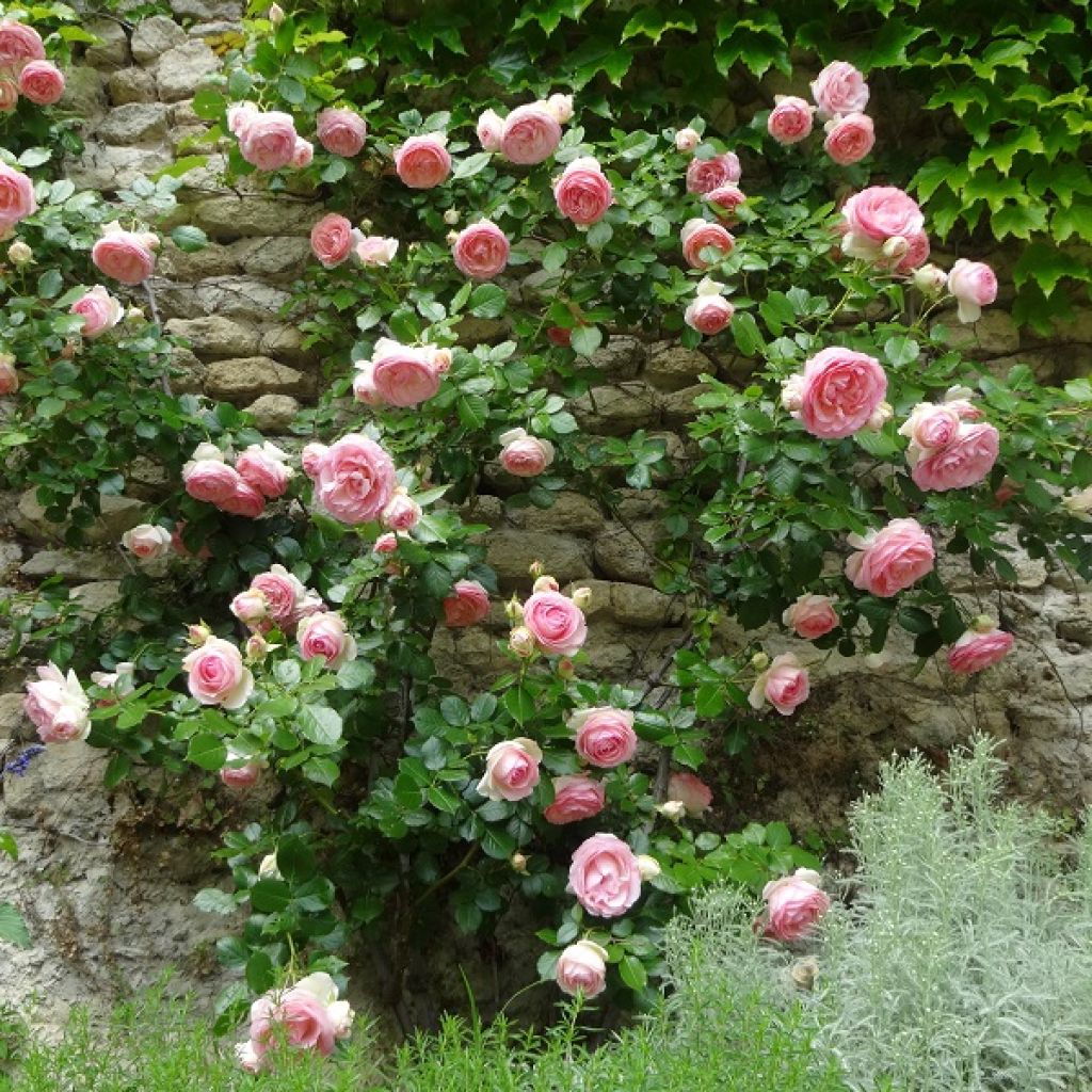 Rosa Pierre de Ronsard - Kletterrose