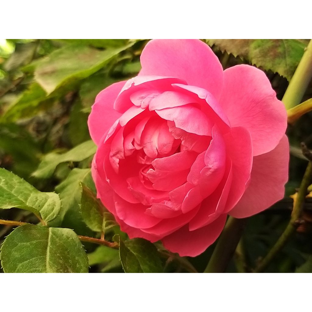 Rosa Pink Cloud - Kletterrose