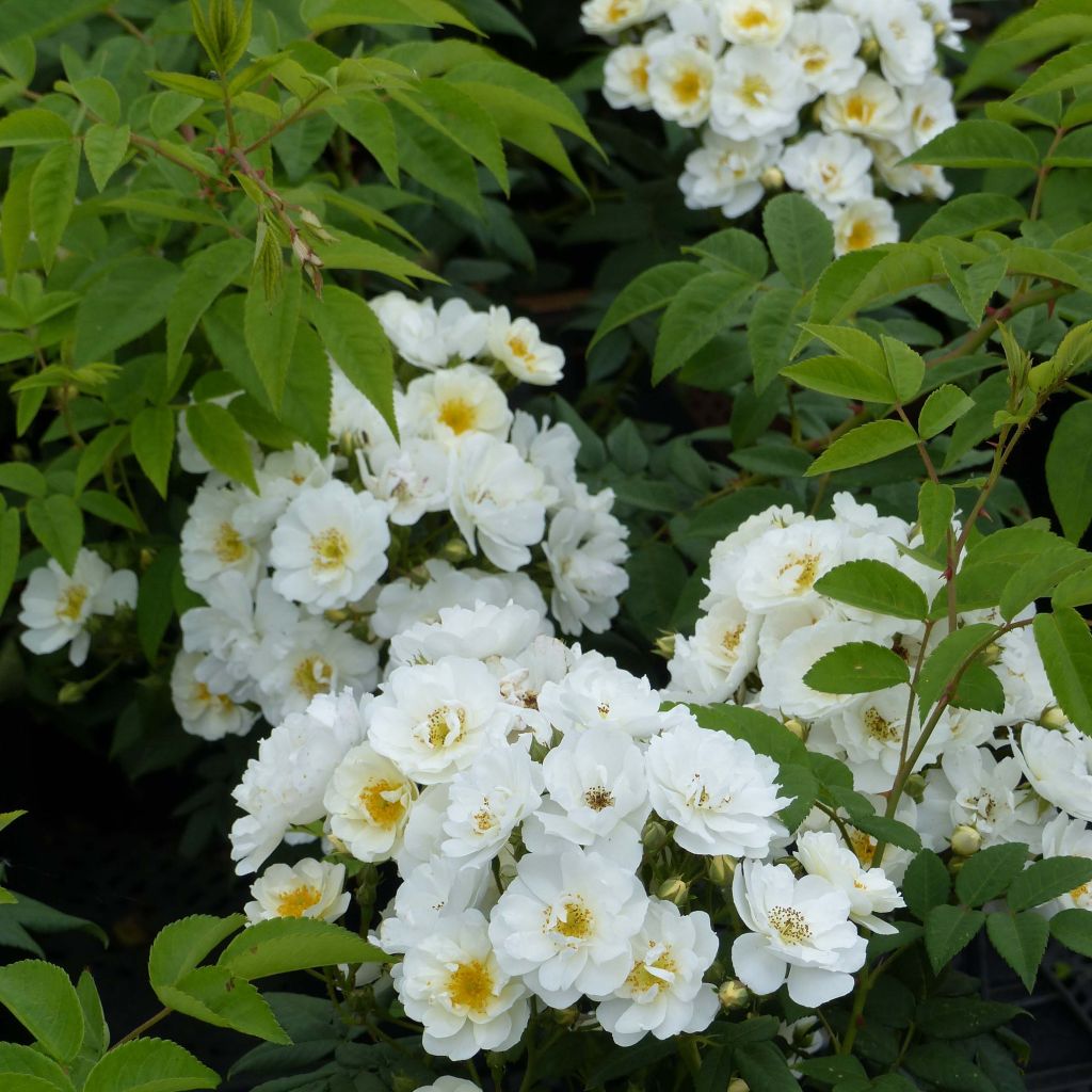 Rosa multiflora Seagull - Kletterrose