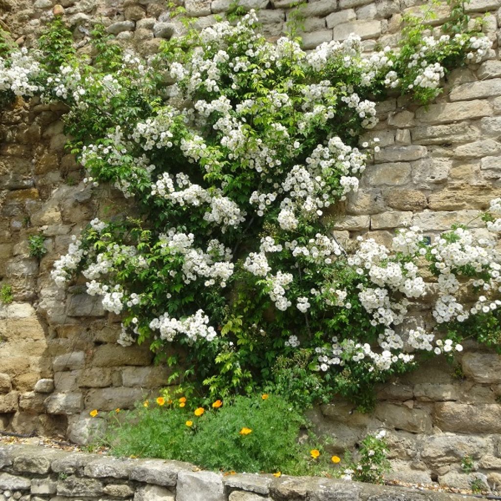 Rosa multiflora Seagull - Kletterrose