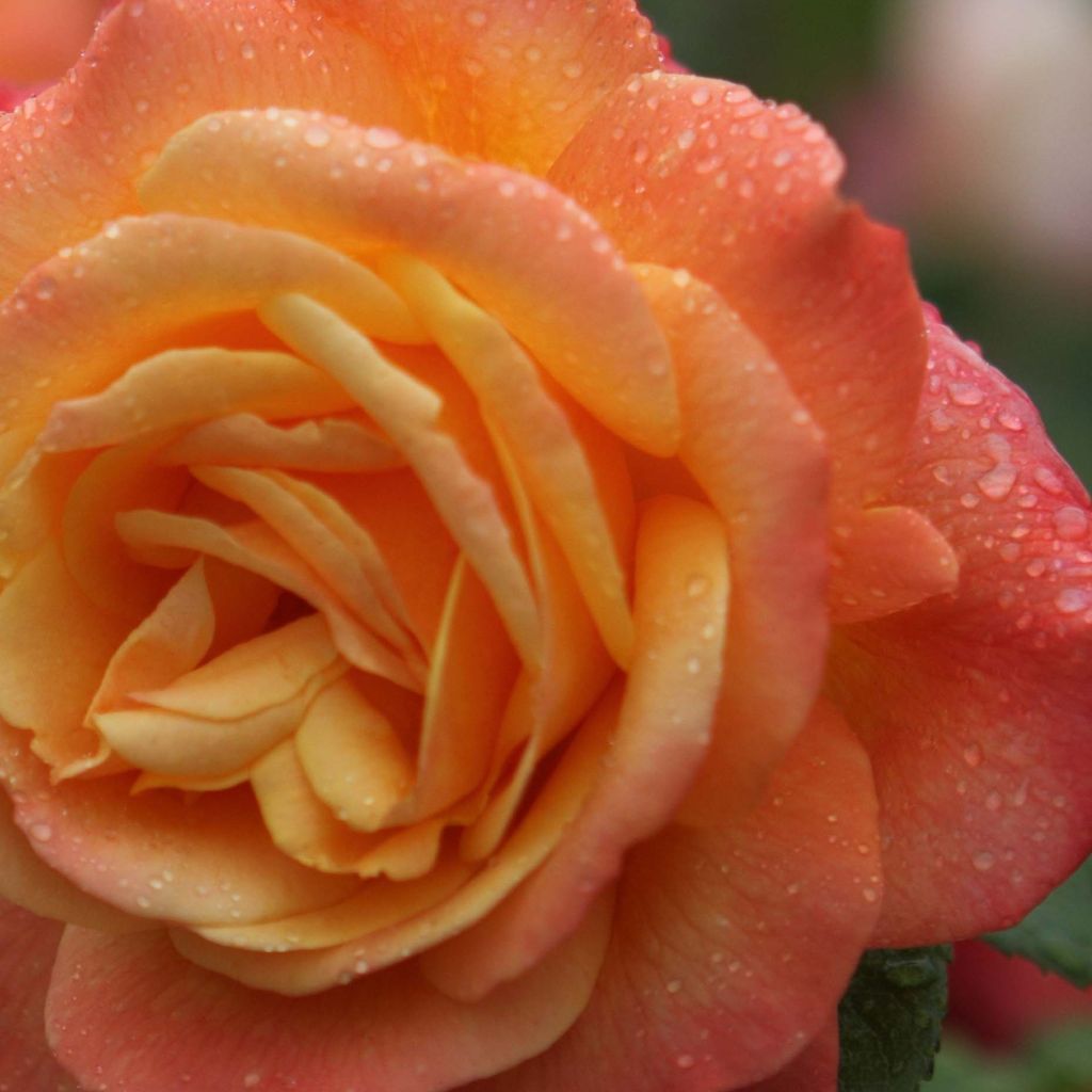 Rosa Shining Beauty - Kletterrose