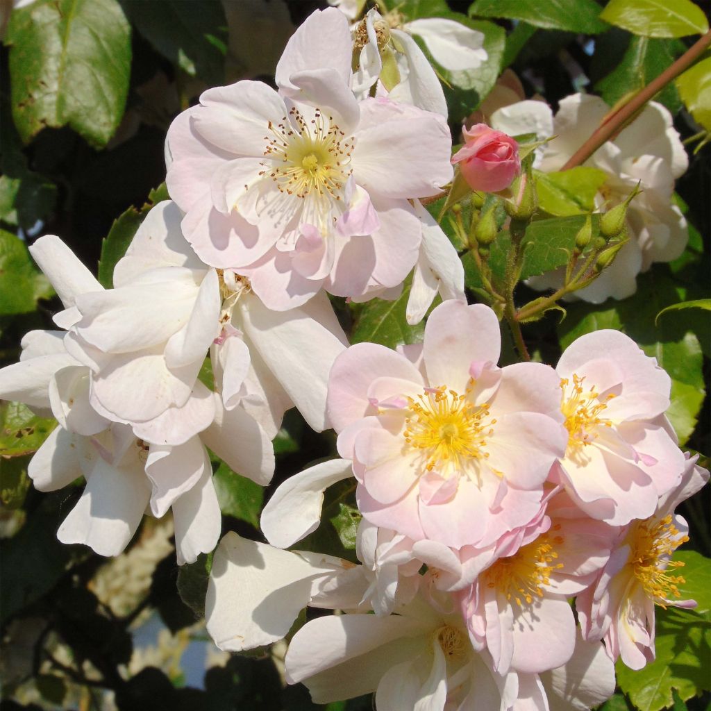 Rosa Sourire d'Orchidée - Kletterrose