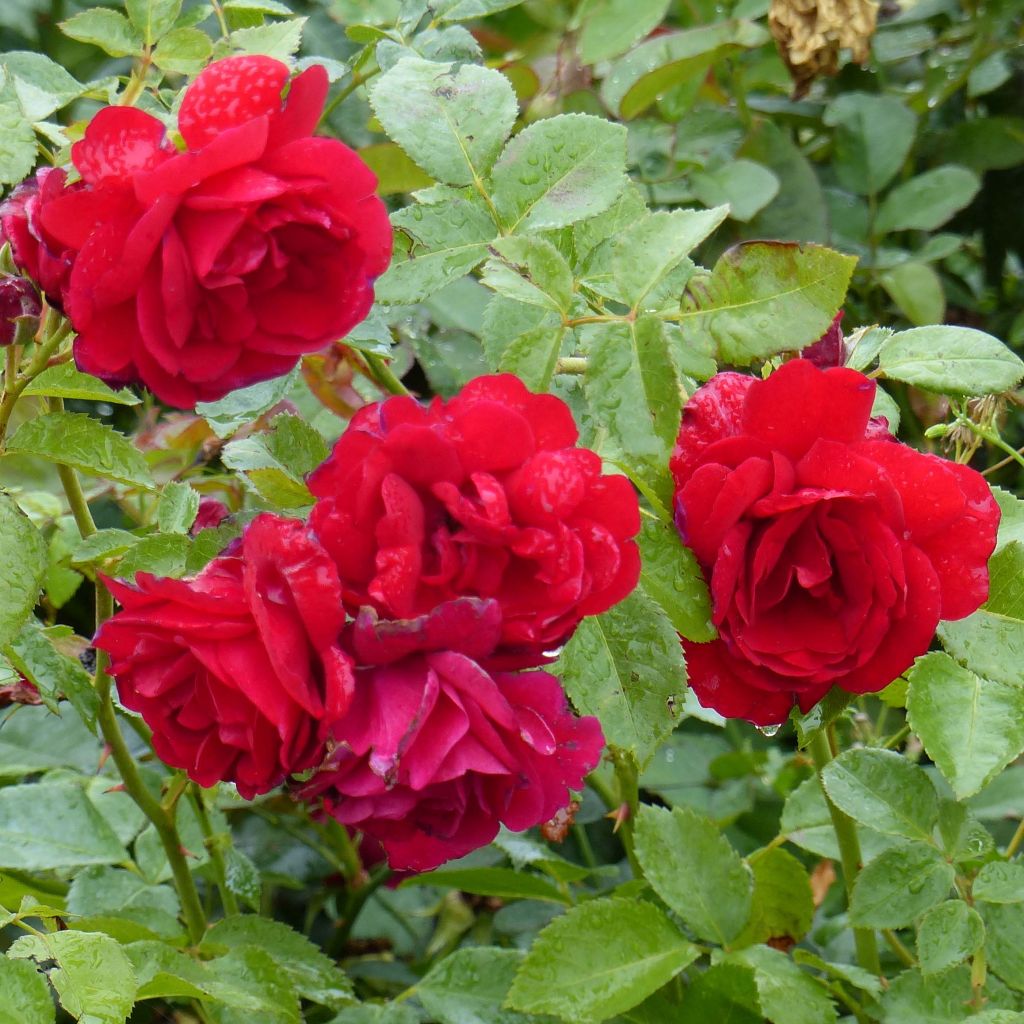 Rosa Sympathie - Kletterrose