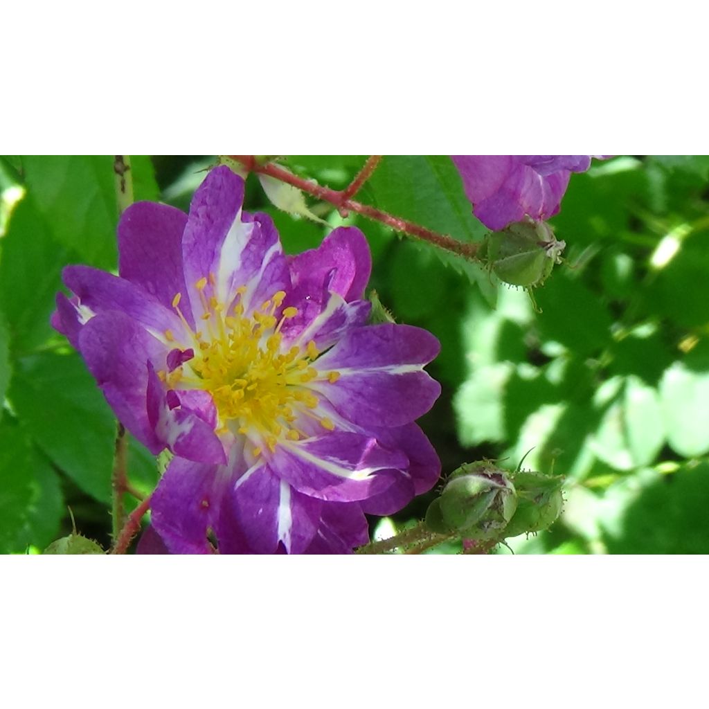 Rosa wichuraiana Veilchenblau - Kletterrose