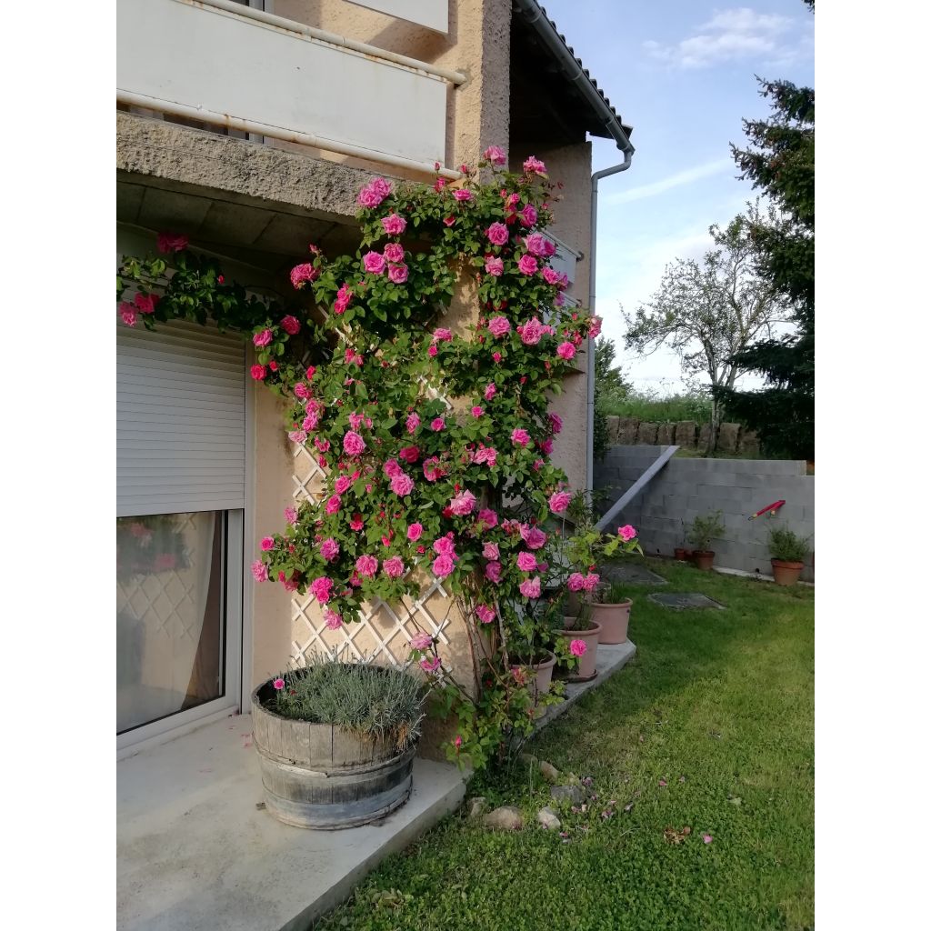 Rosa Zéphirine Drouhin - Kletterrose