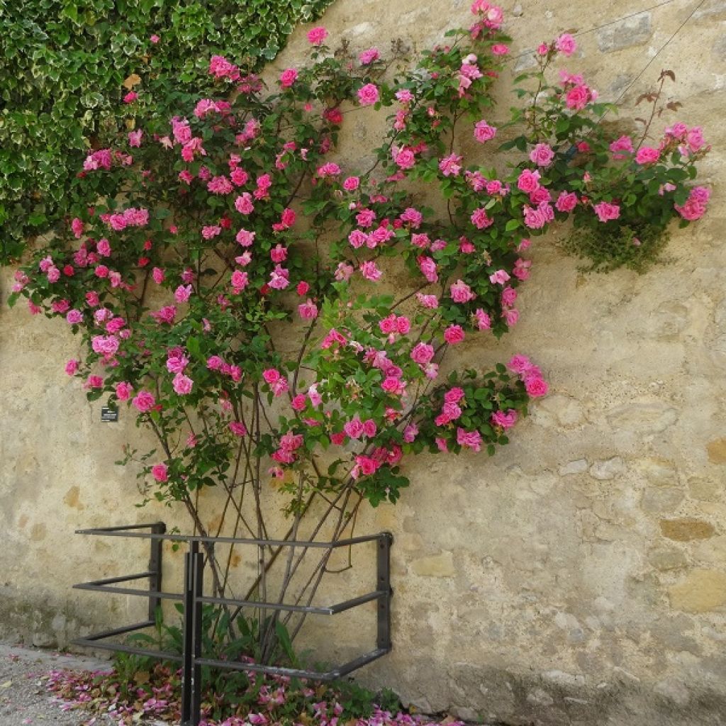 Rosa Zéphirine Drouhin - Kletterrose