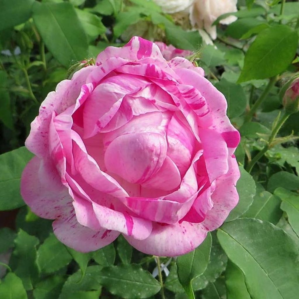 Rosa gallica Gros Provins Panaché - Essig-Rose