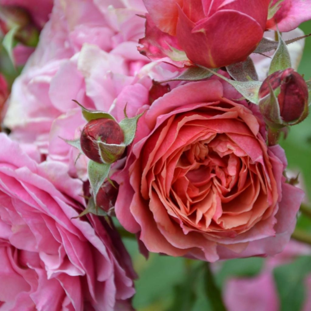 Rosa Generosa Ladurée - Guillot Rose