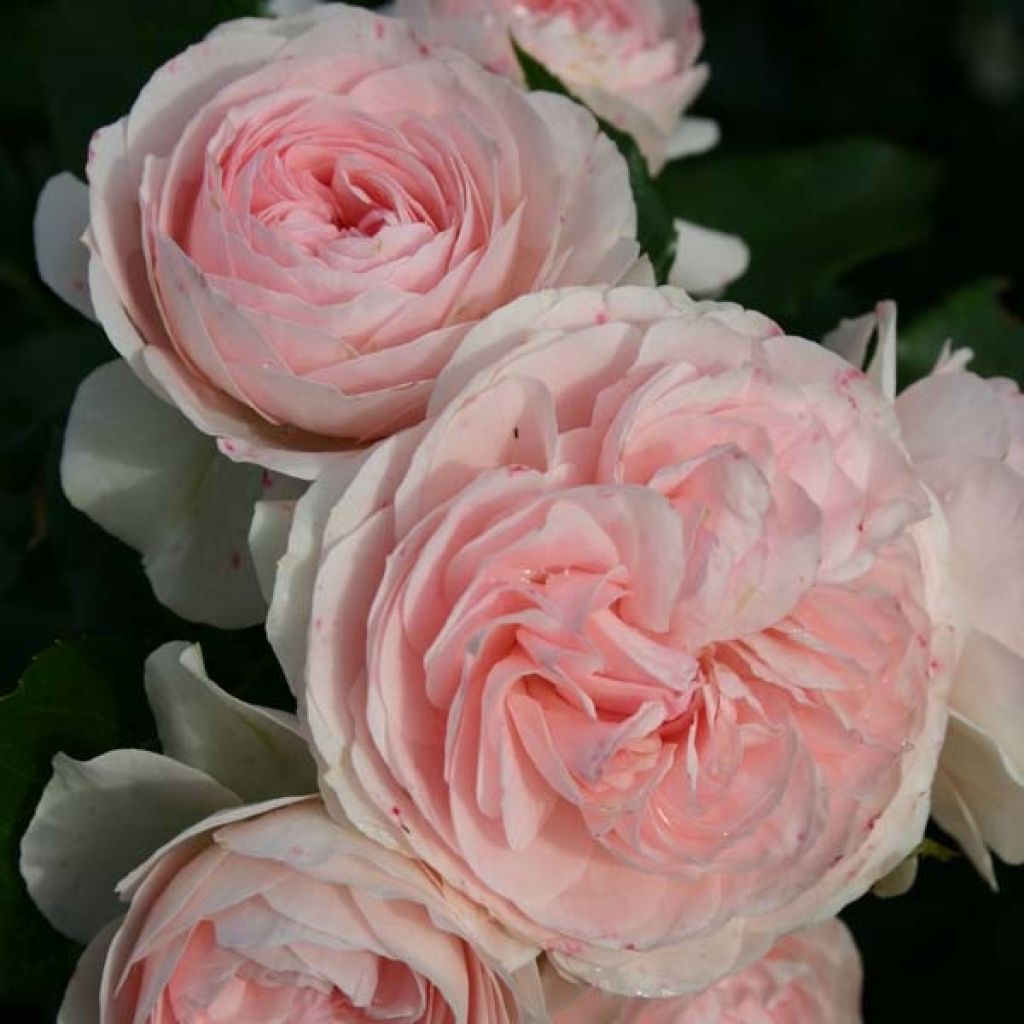 Rosa Larissa - Bodendecker-Rose