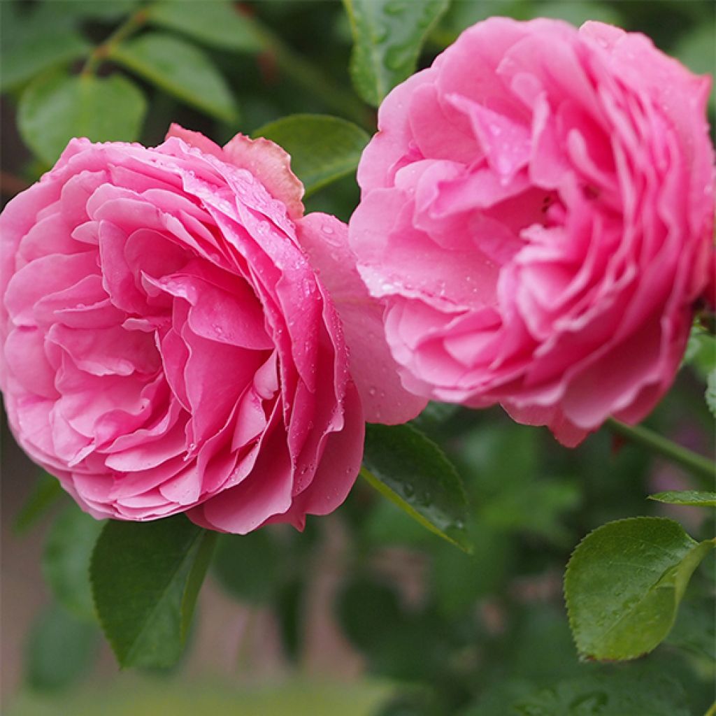 Rosa Leonardo Da Vinci - Beetrose