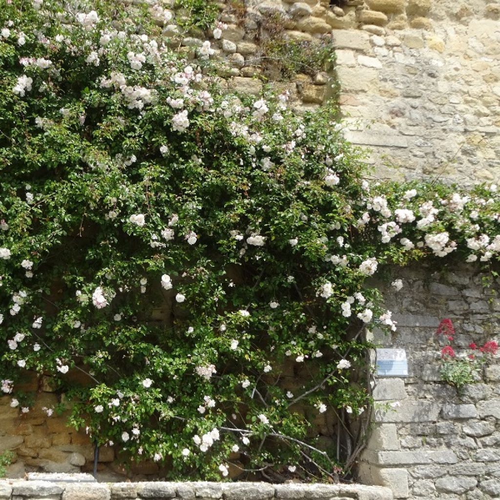 Rosa Adélaïde d’Orléans - Rambler-Rose