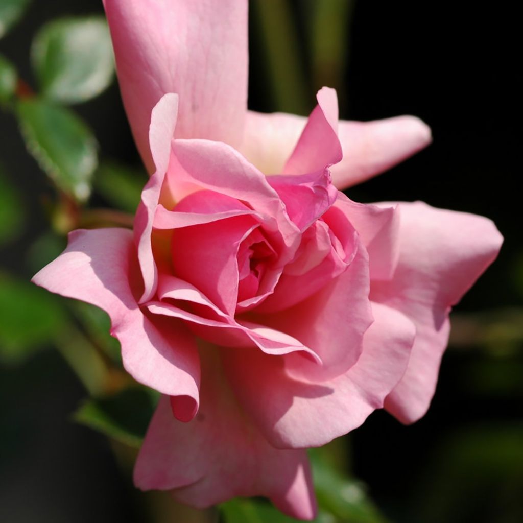 Rosa wichuraiana François Juranville - Rambler-Rose