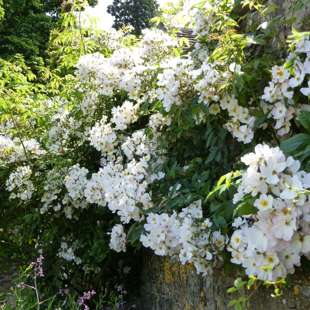 Rosa moschata Francis E Lester - Moschus Rambler-Rose