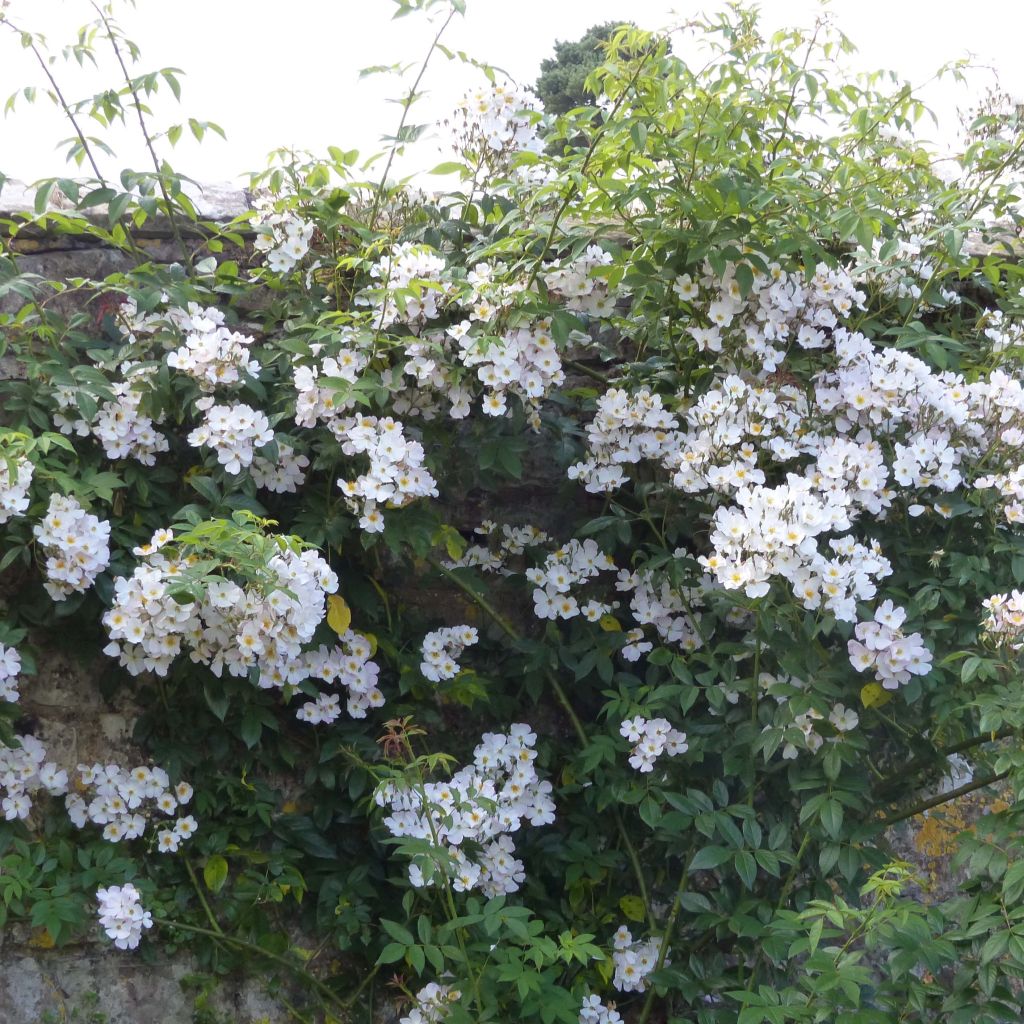 Rosa moschata Francis E Lester - Moschus Rambler-Rose