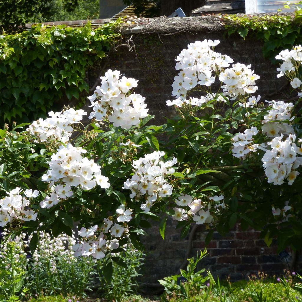 Rosa moschata Francis E Lester - Moschus Rambler-Rose