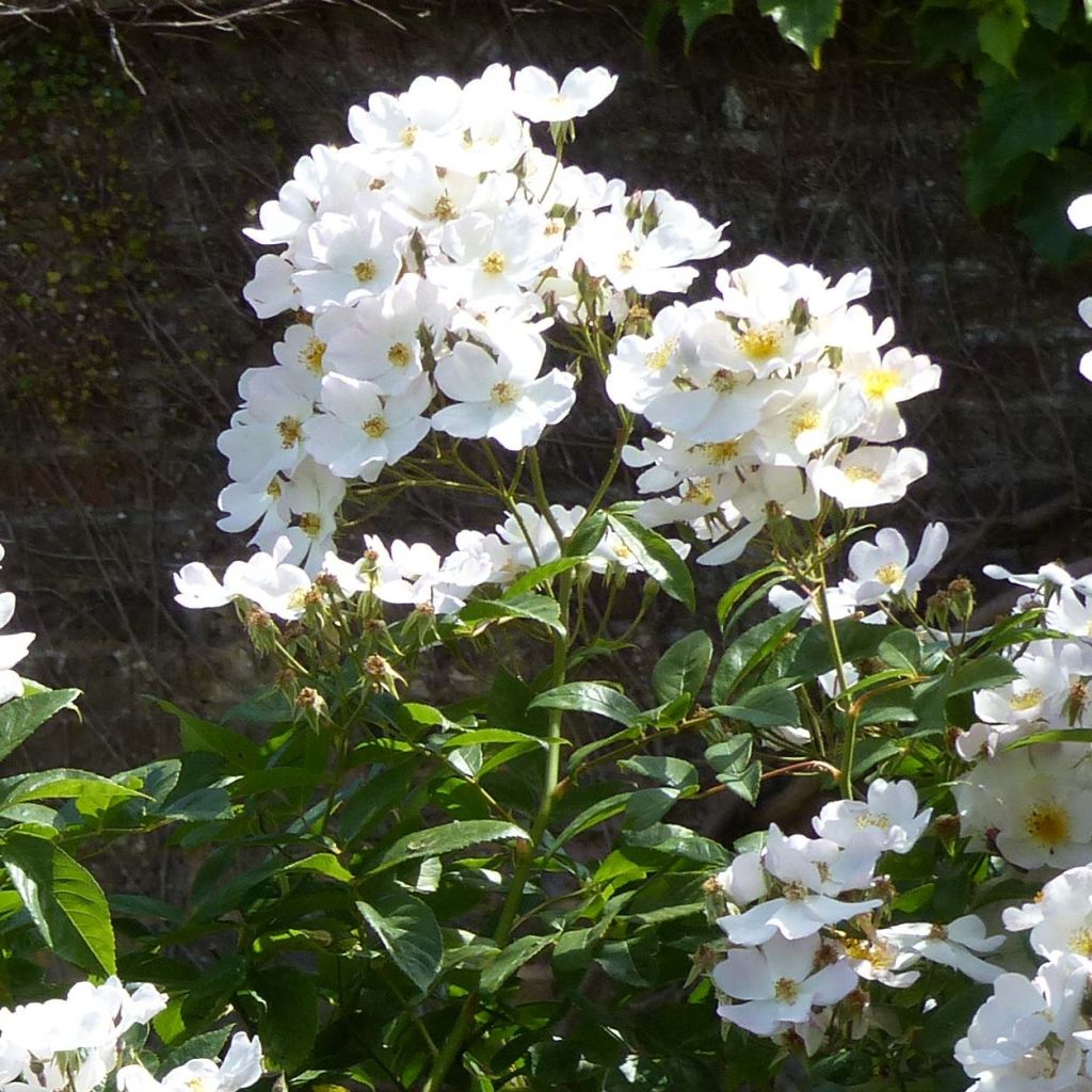 Rosa moschata Francis E Lester - Moschus Rambler-Rose