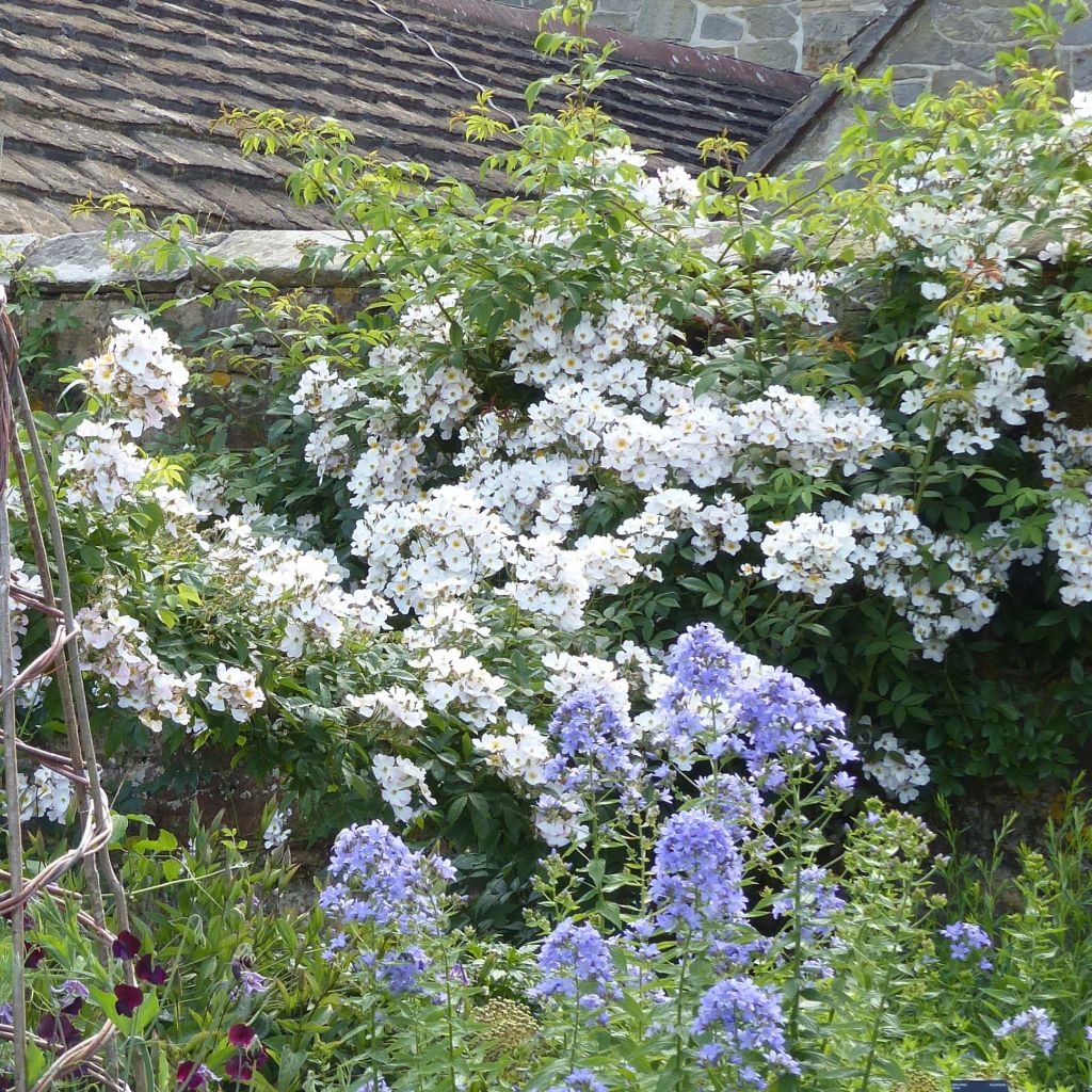 Rosa moschata Francis E Lester - Moschus Rambler-Rose