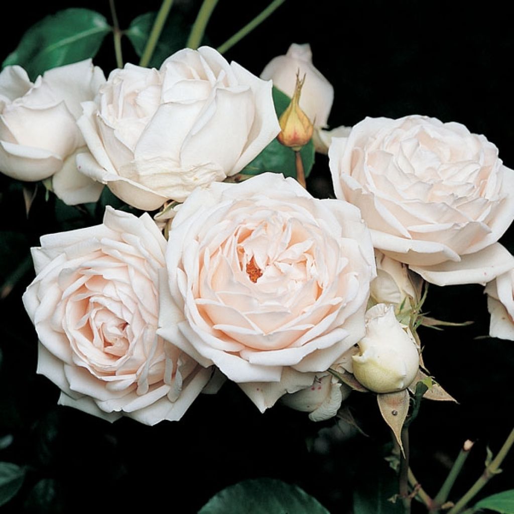 Rosa Generosa Martine Guillot - Guillot Rose