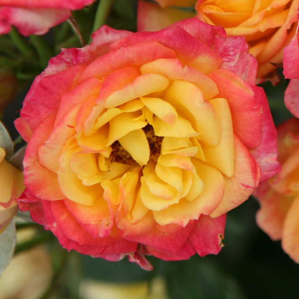 Rosa polyantha Lilliputs Little Sunset - Zwerg-Parkrose