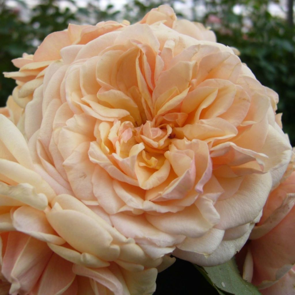 Rosa Generosa Morabito - Guillot Rose