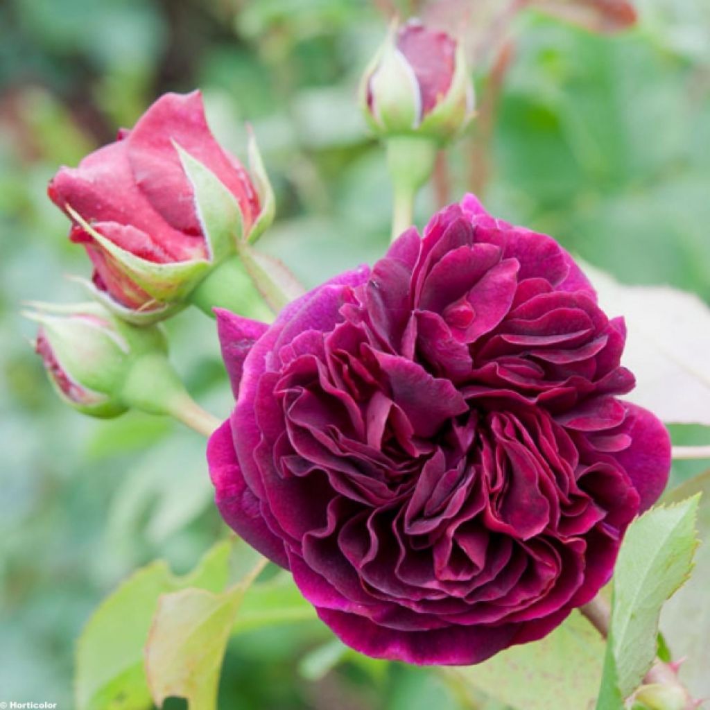 Rosa Munstead Wood - Englische Rose