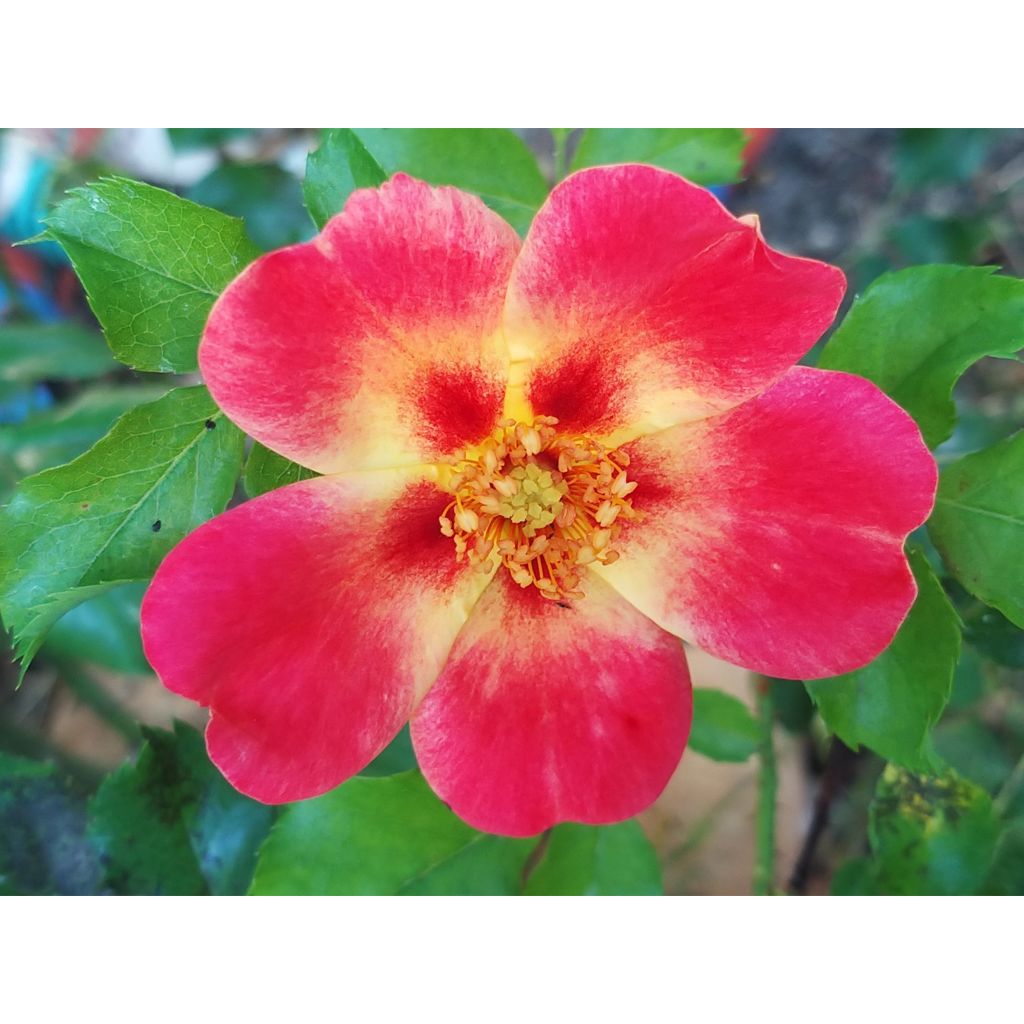 Rosa persica Coral Babylon Eyes - Zwerg-Parkrose