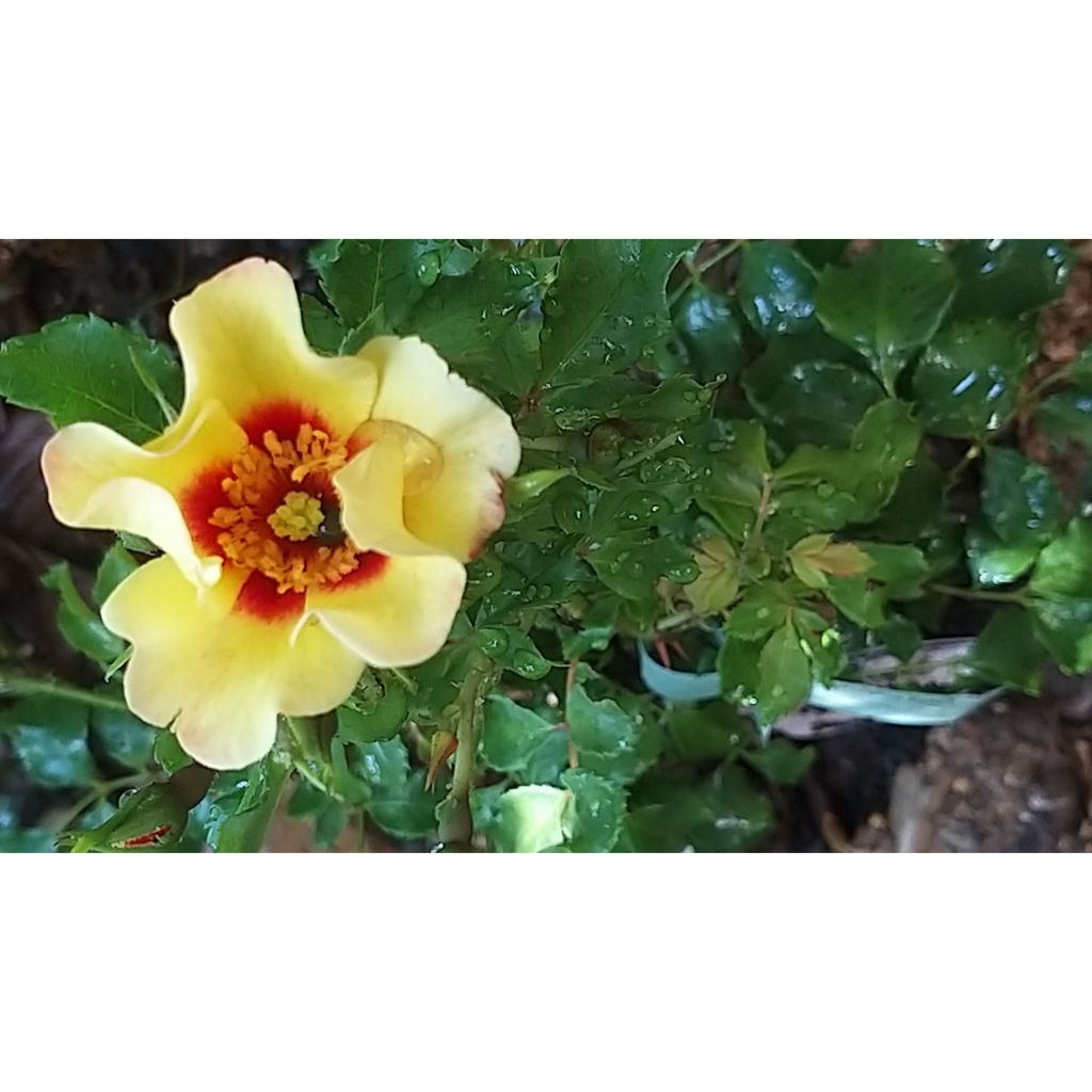 Rosa persica Cream Babylon Eyes - Zwerg-Parkrose