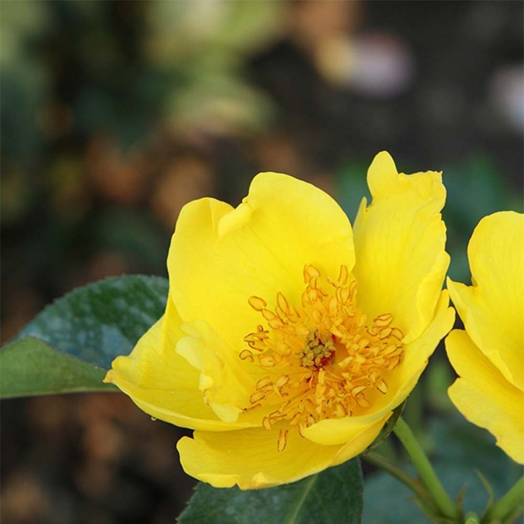 Rosa polyantha Lemon Fizz Kolorscape - Zwerg-Parkrose