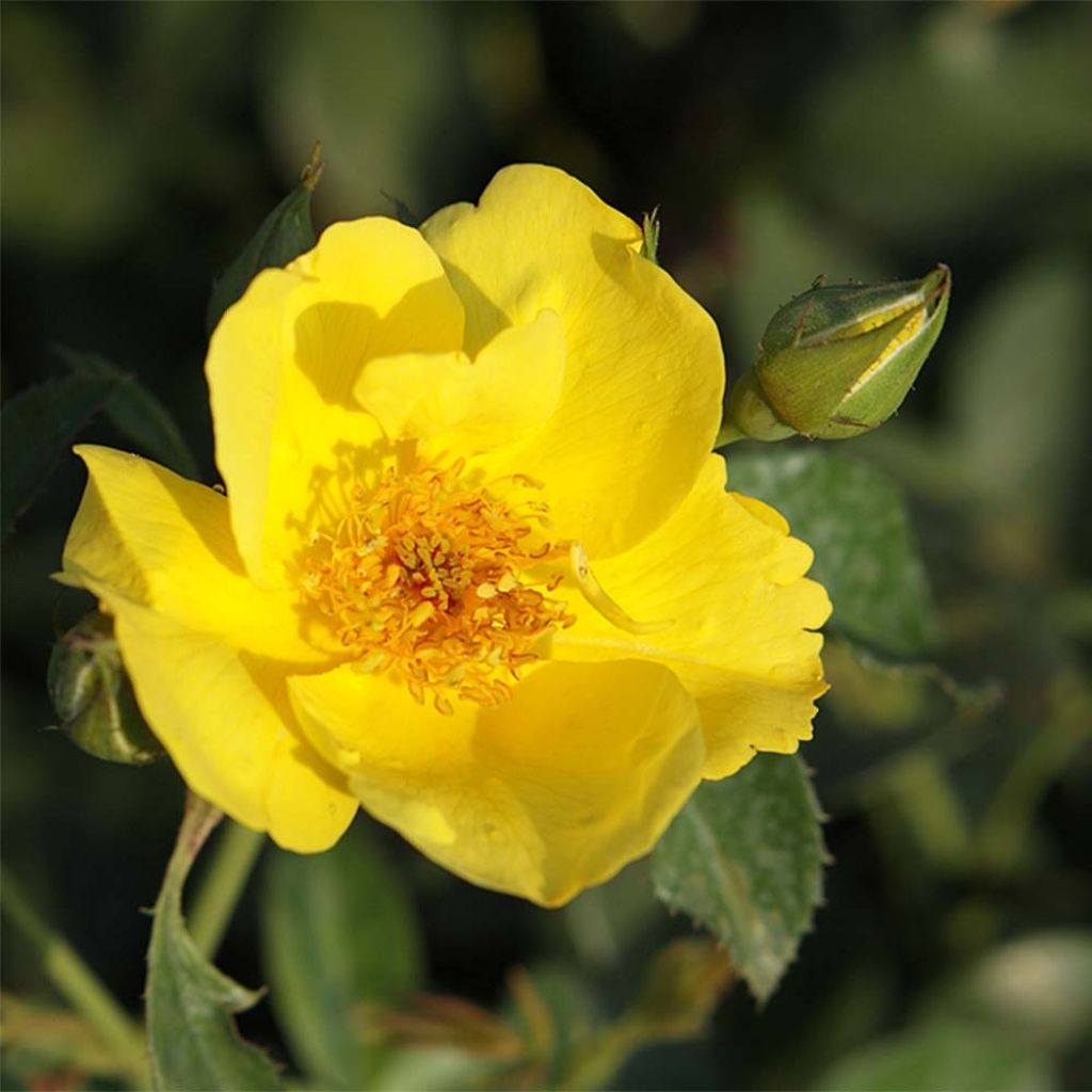 Rosa polyantha Lemon Fizz Kolorscape - Zwerg-Parkrose