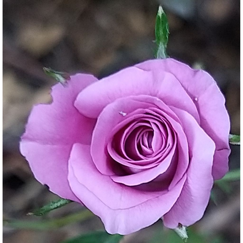 Rosa polyantha Meillandina Lavender - Zwerg-Parkrose