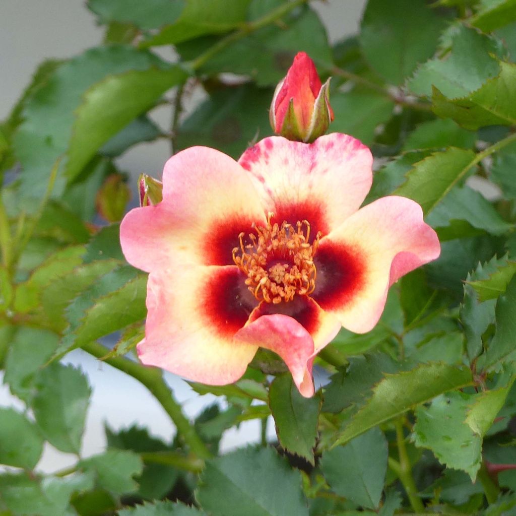 Rosa persica Pastel Babylon Eyes - Zwerg-Parkrose