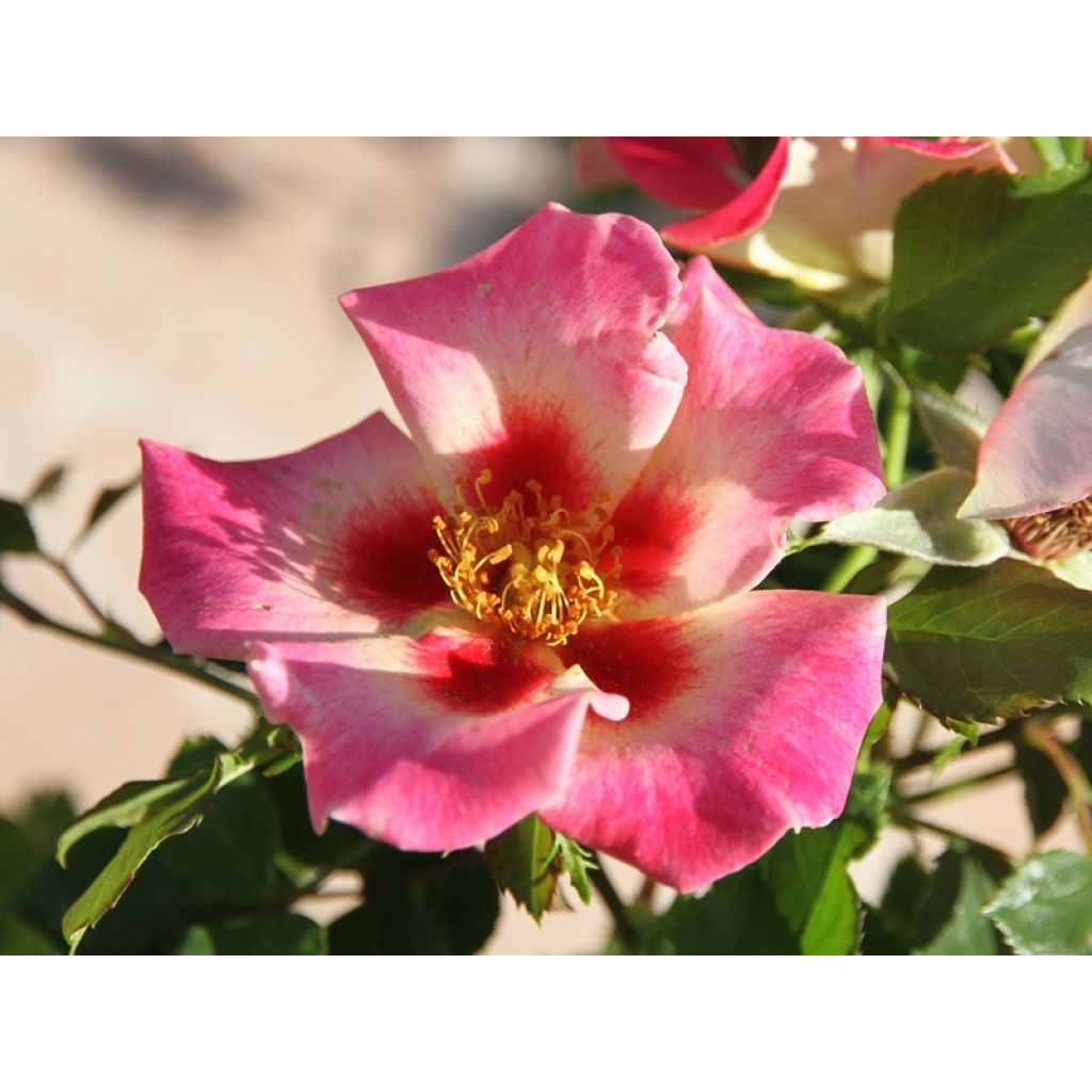 Rosa persica Queen Babylon Eyes - Zwerg-Parkrose