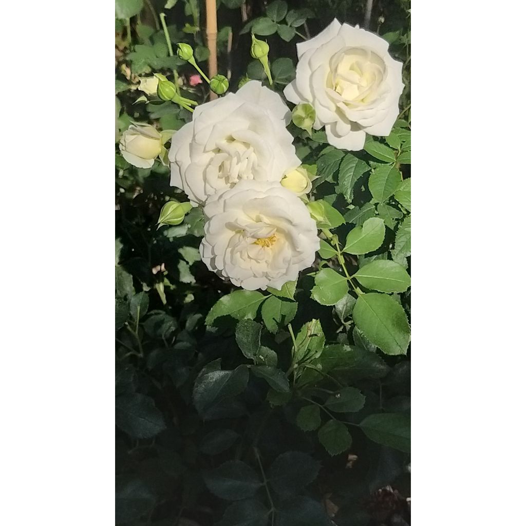 Rosa polyantha Schneeküsschen - Zwerg-Parkrose