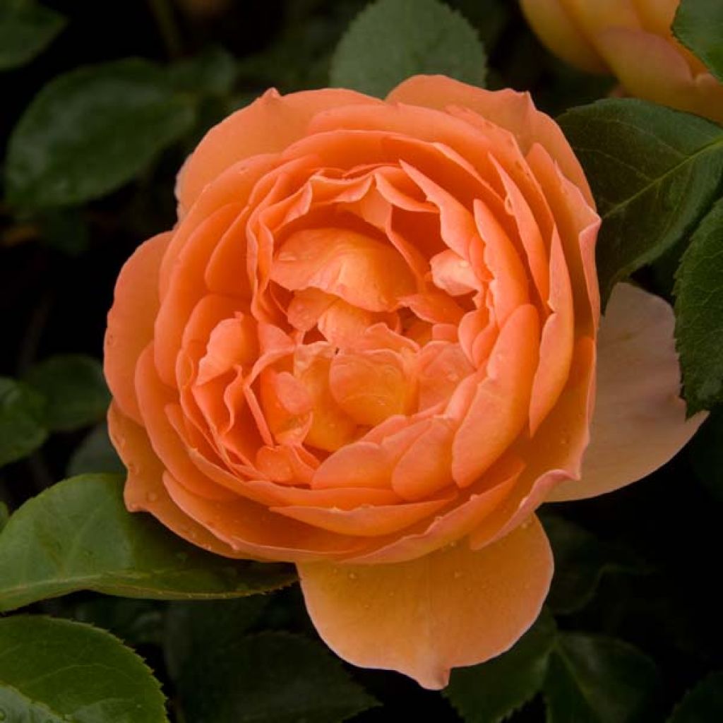 Rosa Pat Austin - Englische Rose