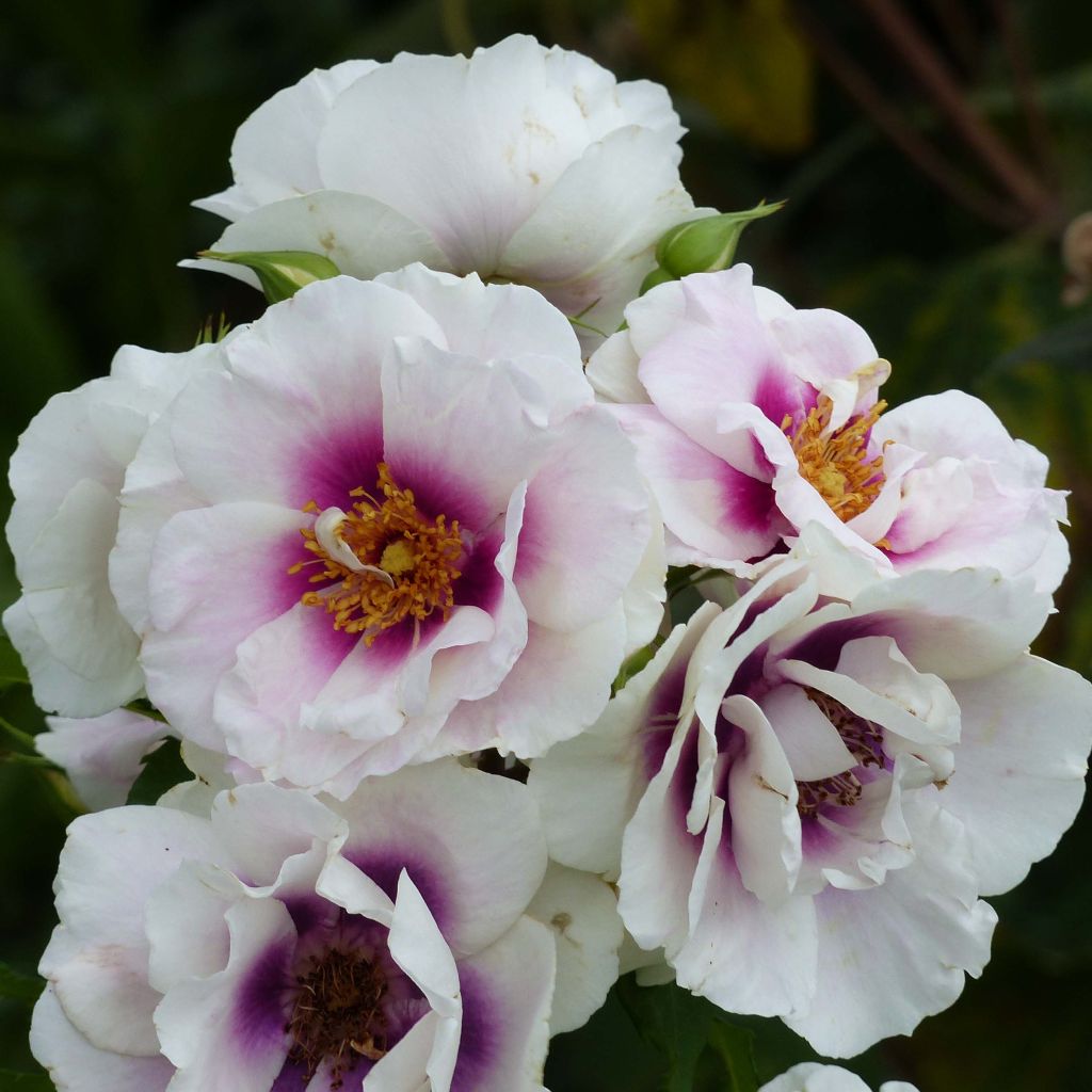 Rosa persica Eyes for You Blue Eyes - Beetrose