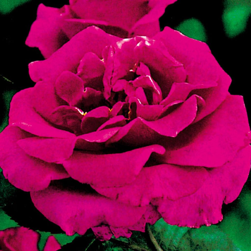 Rosa Princesse Alexandra Renaissance - Edelrose