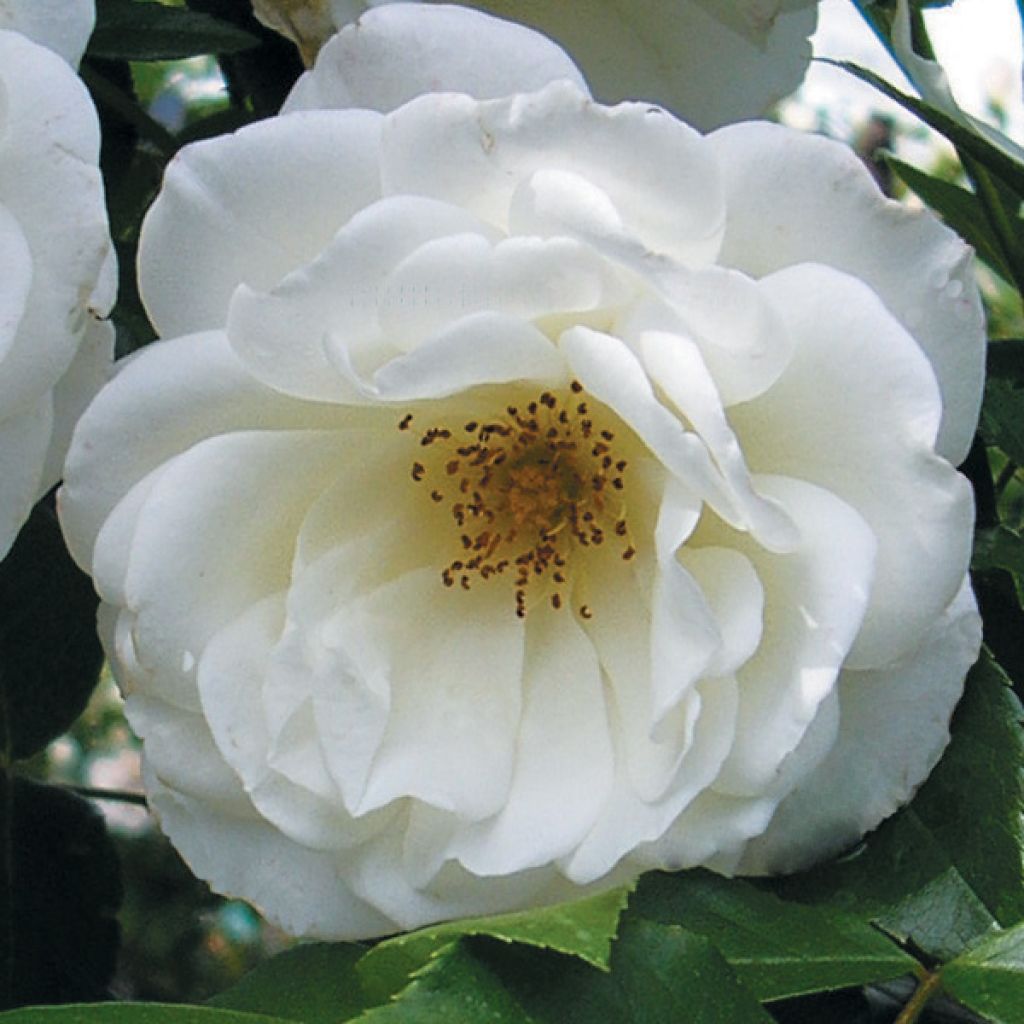 Rosa Princesse de Galles - Moderne Hybrid-Teerose