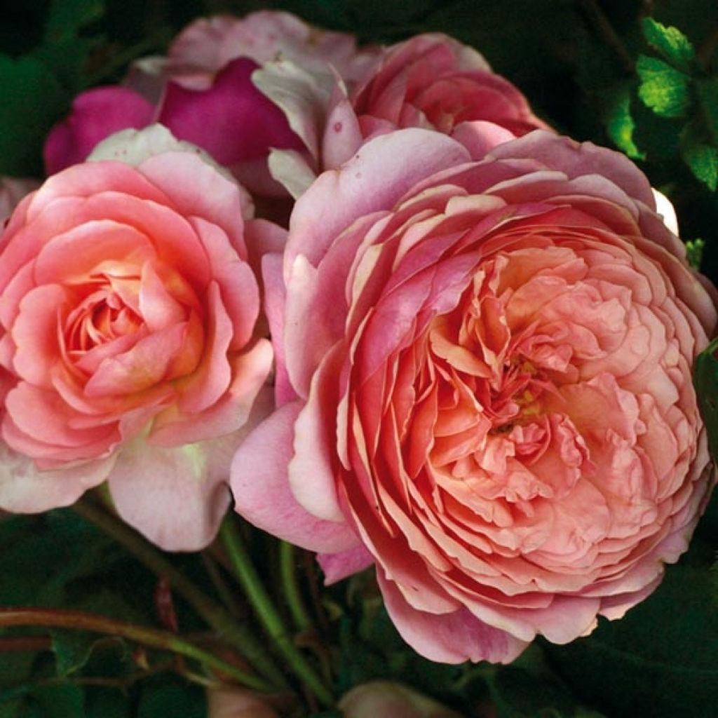 Rosa Generosa Prix PJ Redouté - Guillot Rose