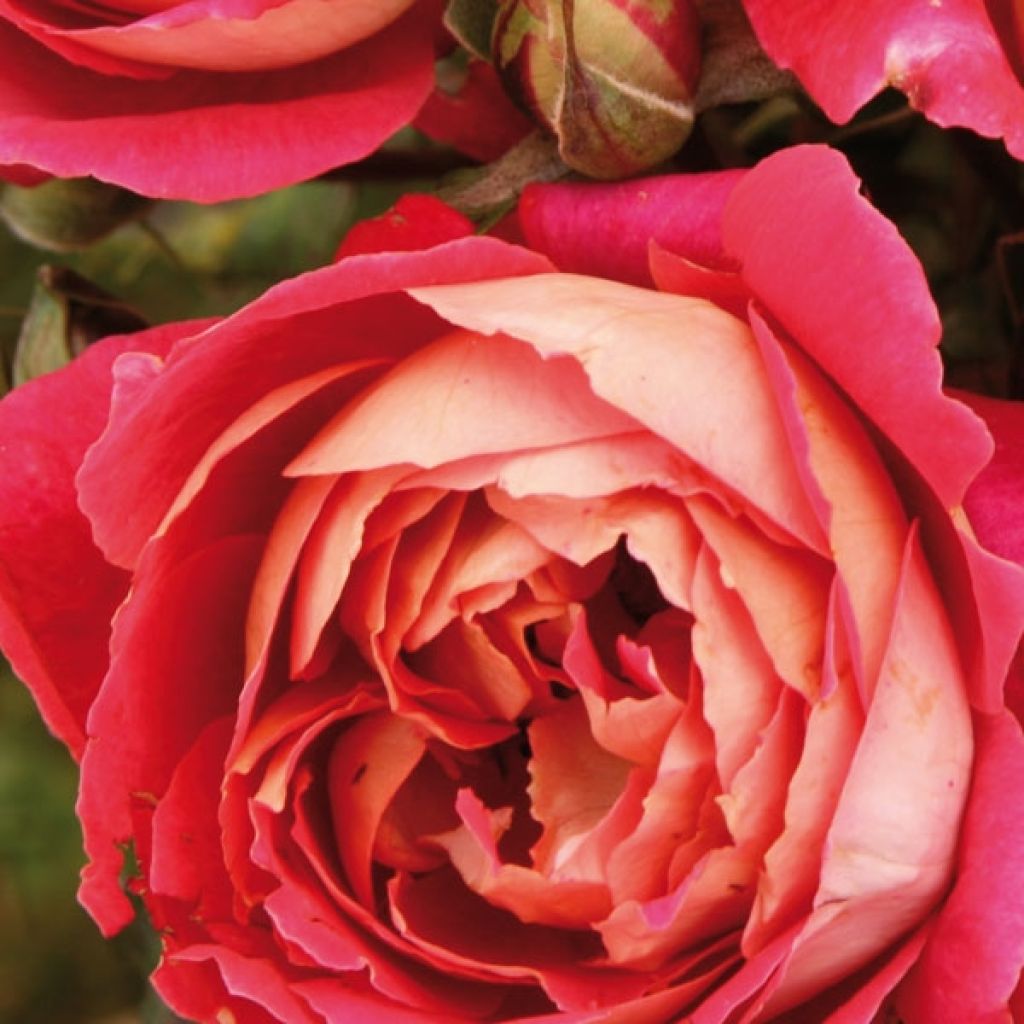 Rosa Generosa Reine Sammut - Guillot Rose