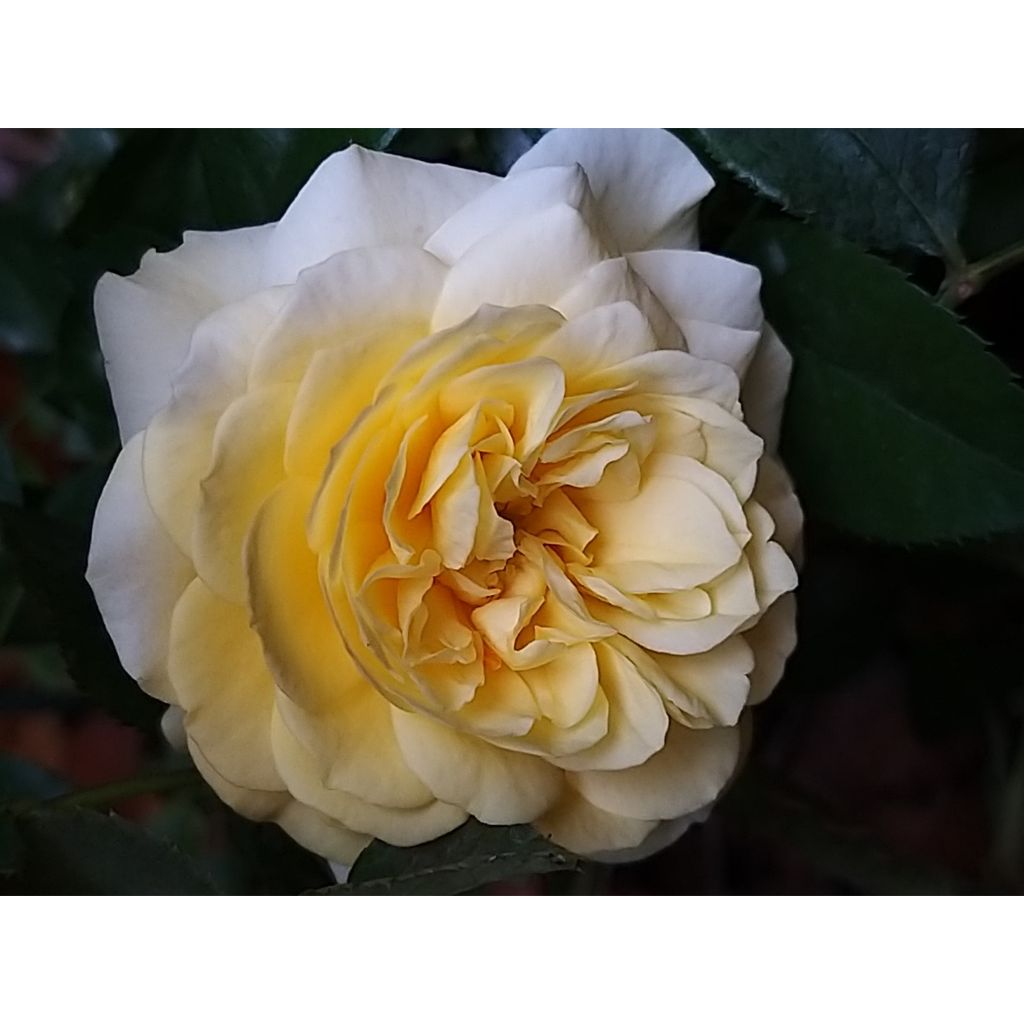 Rosa Rigo Rosen Solero - Rigo-Rose