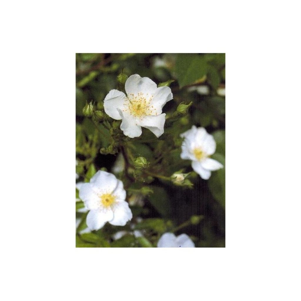 Rosa Rosanatura Alba - Parkrose