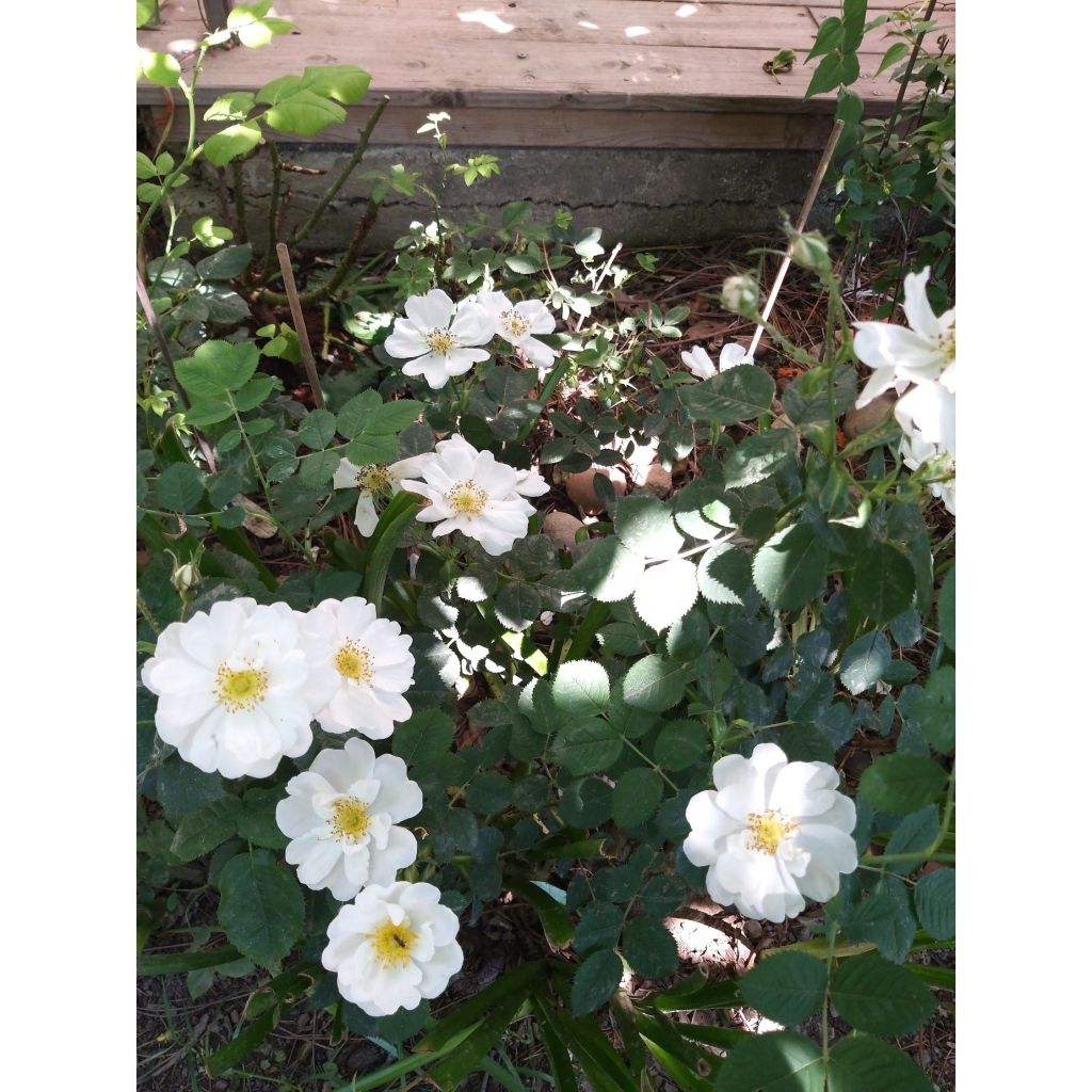 Rosa rugosa Alba - Apfelrose