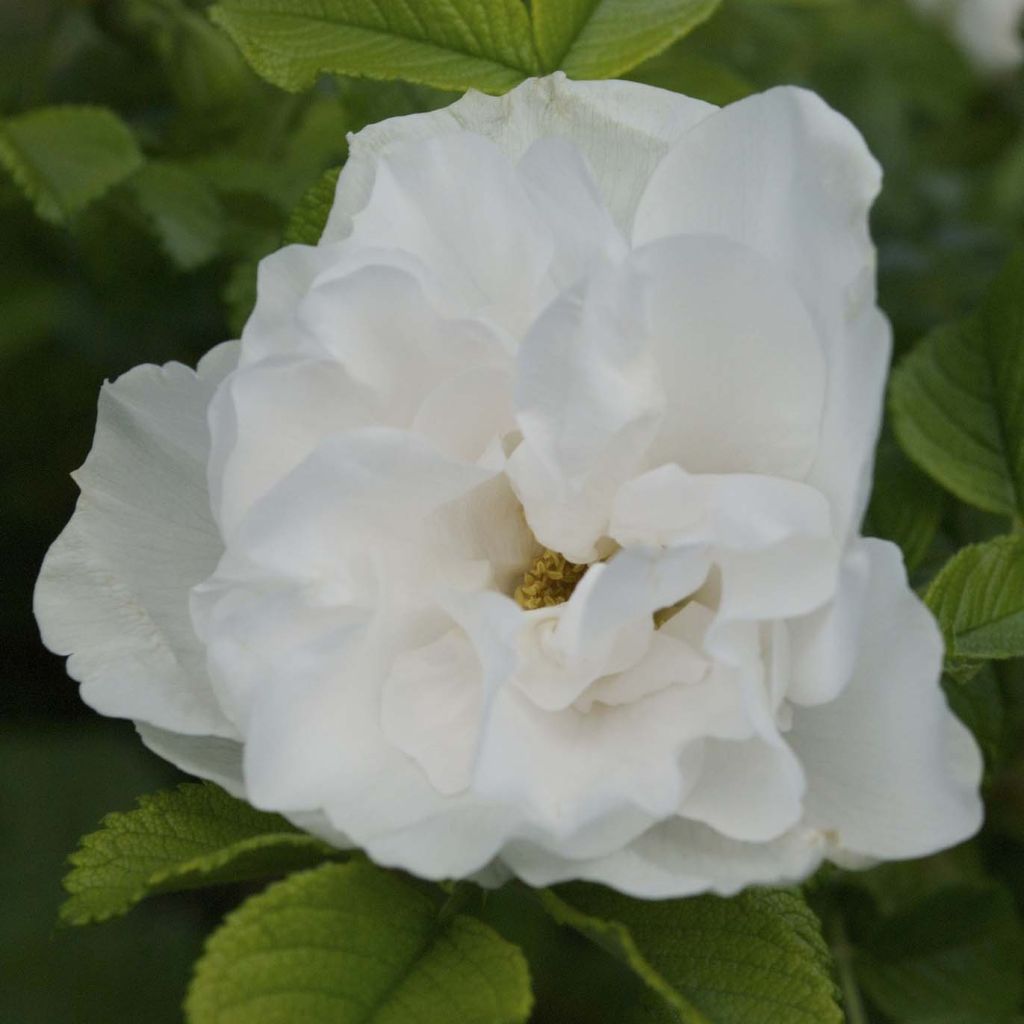 Rosa rugosa Blanc Double de Coubert - Apfelrose