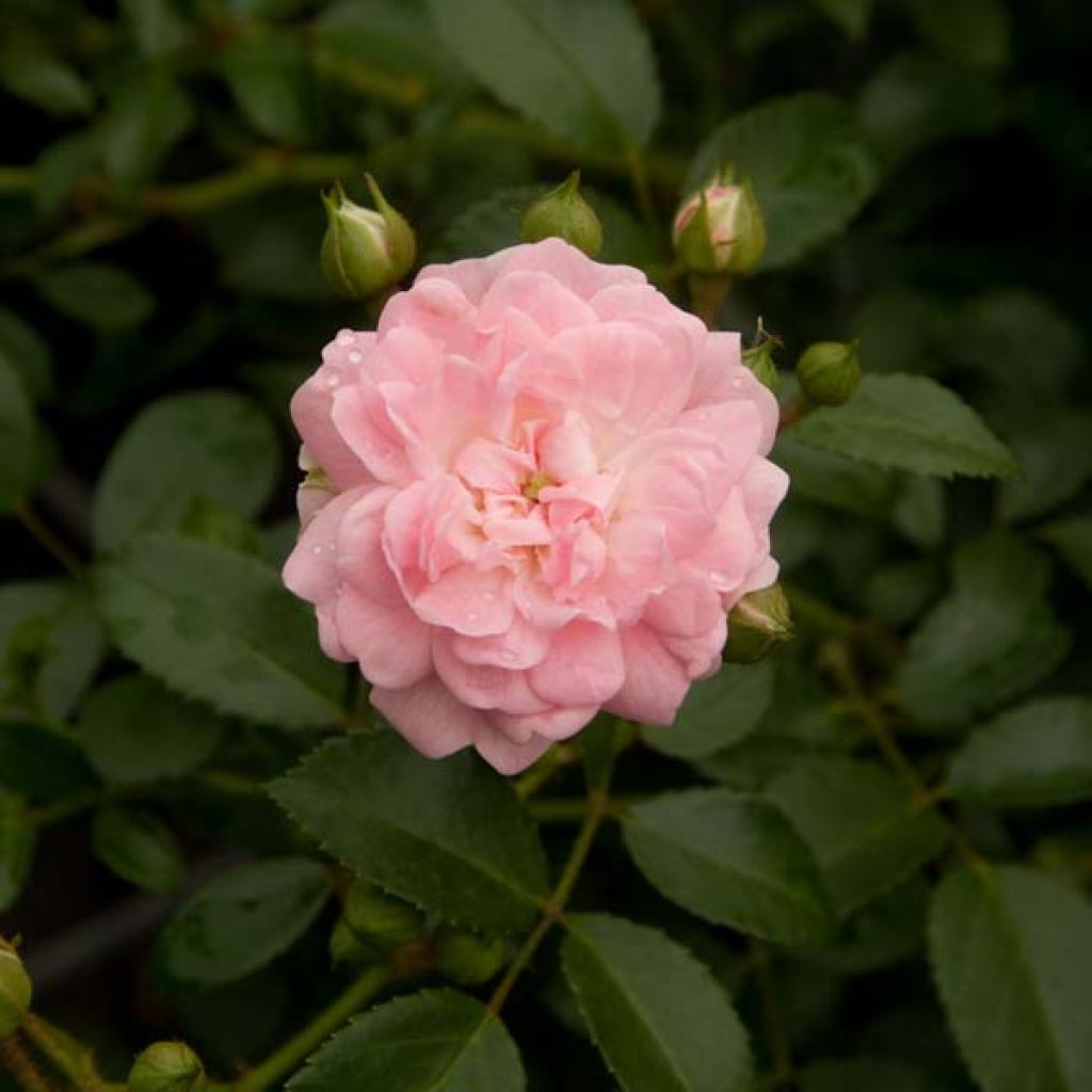 Rosa The Fairy - Bodendecker-Rose