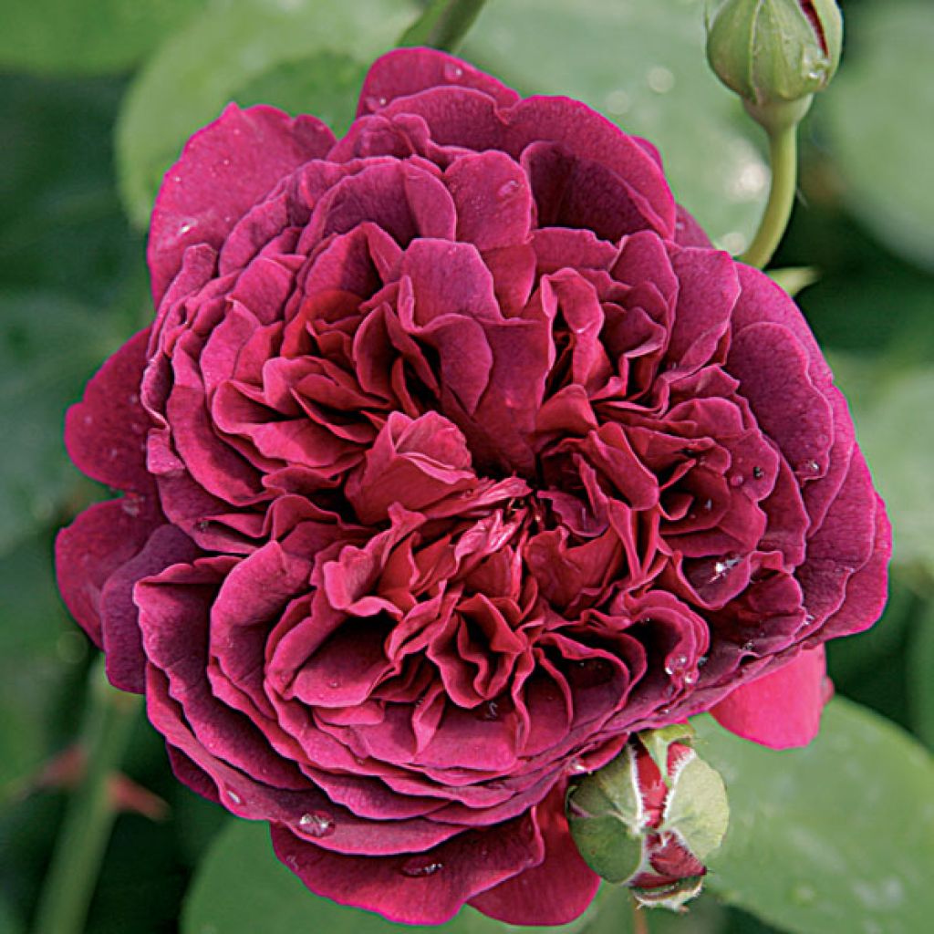 Rosa William Shakespeare 2000 - Englische Rose