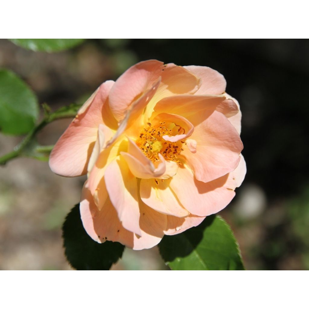 Rosa Calizia - Bodendecker-Rose