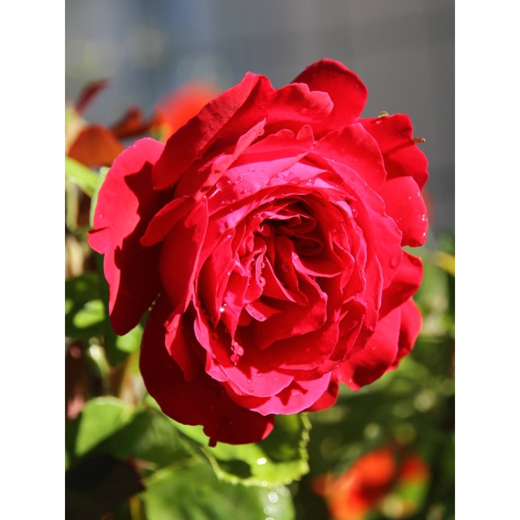 Rosa Dame de Coeur - Edelrose