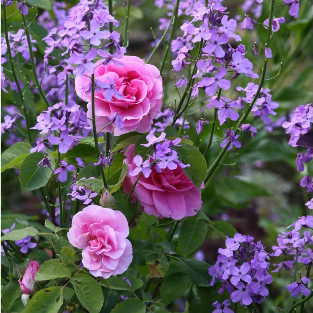 Rosa Gertrude Jekyll - Englische Rose