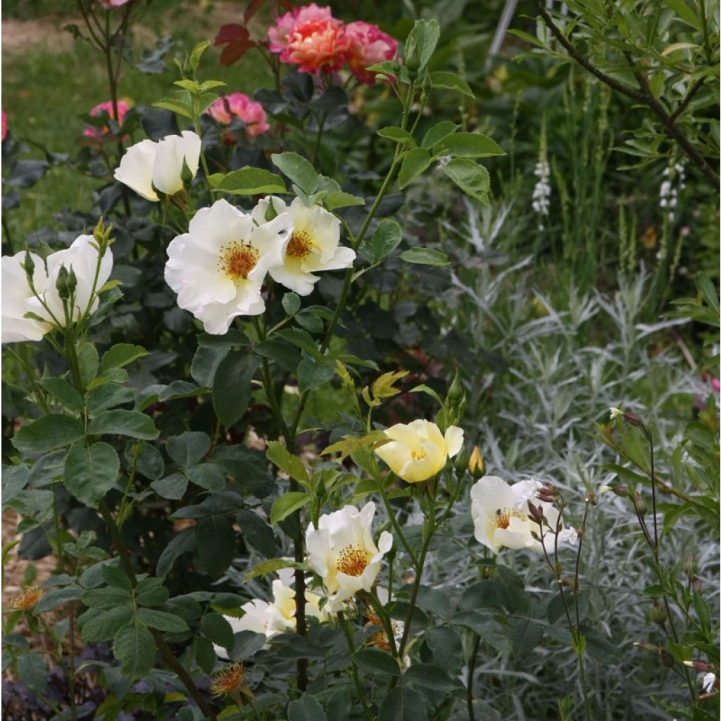 Rosa Golden Wings - Polyantha-Rose