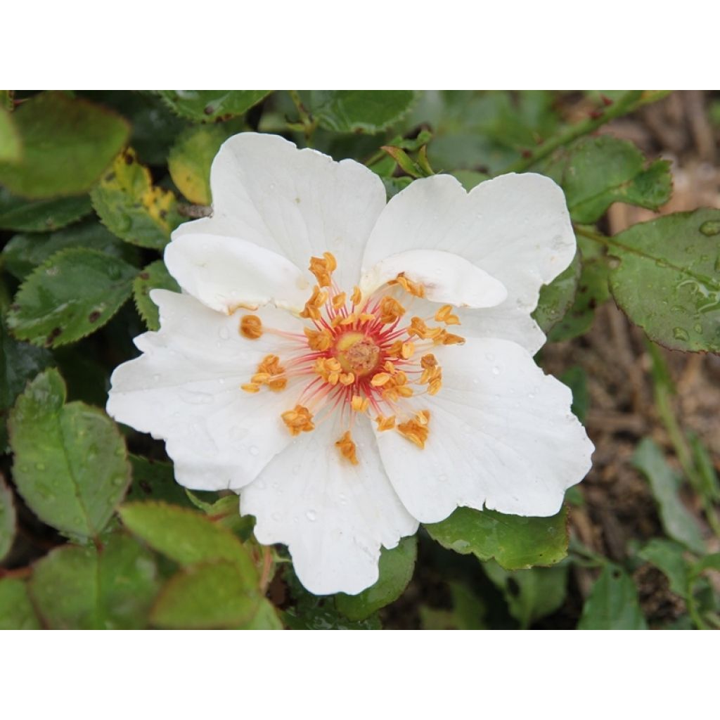 Rosa Jacqueline du Pré - Historische Rose